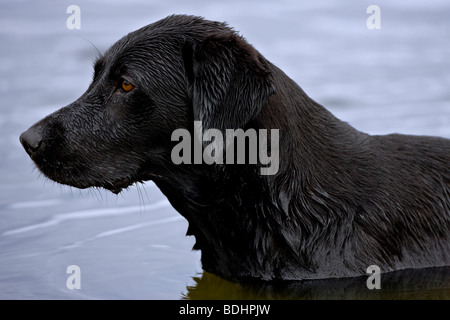 Schwarze nass Labrador Retriever Hund stehend in einem See Stockfoto