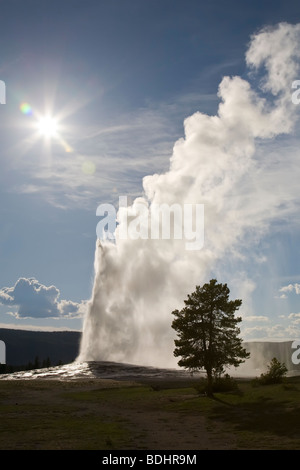 Old Faithful Geysir ausbrechen in Upper Geyser Basin im Yellowstone National Park in Wyoming USA Stockfoto