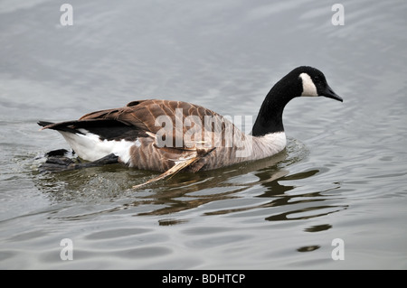 Kanadische Gans mit verletzten Flügel schwimmen Stockfoto