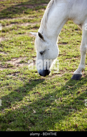 Weißen Camargue-Pferd, Les Stes-Maries De La Mer, Camargue, Languedoc-Roussillon, Frankreich Stockfoto