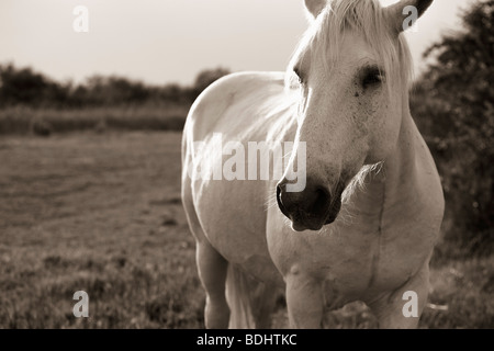 Weißen Camargue-Pferd, Les Stes-Maries De La Mer, Camargue, Languedoc-Roussillon, Frankreich Stockfoto