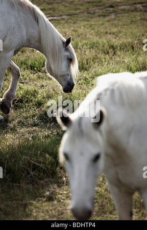 Weißer Camargue Pferde, Les Stes-Maries De La Mer, Camargue, Provence-Alpes-C Te d ' Azur, Frankreich Stockfoto