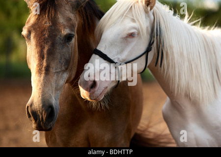 Camargue-Pferde zu mieten, Les Stes-Maries De La Mer, Camargue, Languedoc-Roussillon, Frankreich Stockfoto