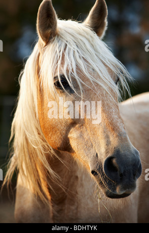 Camargue-Pferde, Les Stes-Maries De La Mer, Camargue, Languedoc-Roussillon, Frankreich Stockfoto