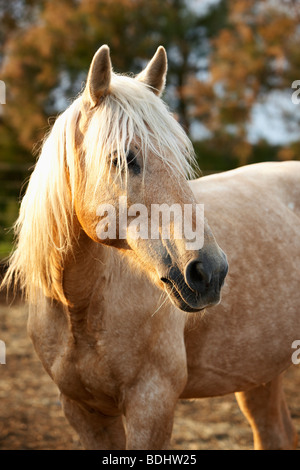 Camargue-Pferde, Les Stes-Maries De La Mer, Camargue, Languedoc-Roussillon, Frankreich Stockfoto