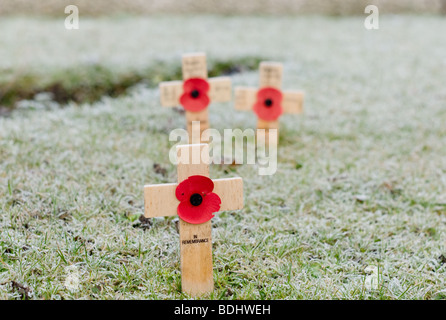 Drei Mohnblumen zum Gedenken an diejenigen, die im Krieg gestorben Stockfoto