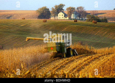 Landwirtschaft - Ernte von Körnermais mit Heu Felder im Hintergrund, Kontur-Streifen Landwirtschaft / Iowa, USA. Stockfoto