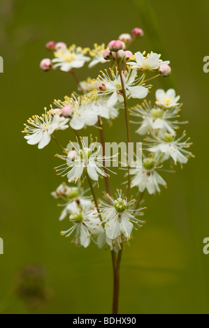 Asiatische Filipendula vulgaris Stockfoto