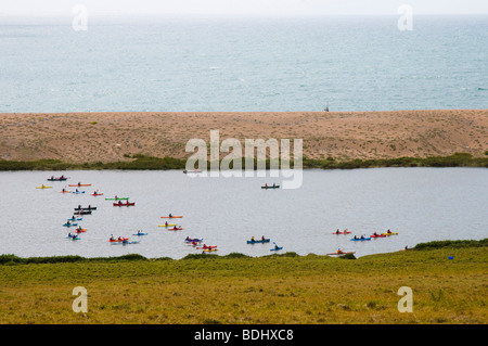 Freiwillige helfen die Flotte zu blockieren, und schließlich treiben sich nähernden Schwäne, Abbotsbury Swannery für eine halbjährlich stattfindende-Check-Up. Stockfoto