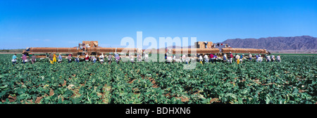 Landwirtschaft - Feldequipen Ernte Blumenkohl / Imperial Valley, Kalifornien, USA. Stockfoto