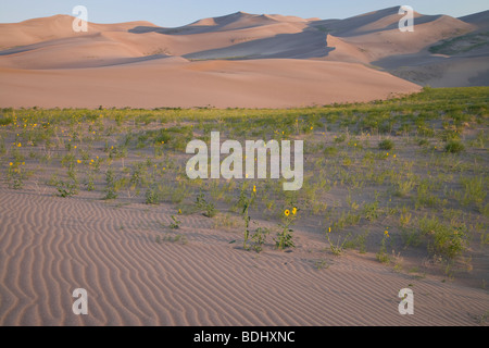 Prairie Sonnenblumen und Dünen, Great Sand Dunes National Park, Colorado Stockfoto