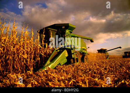 Landwirtschaft - Mähdrescher ernten Getreide Mais während ein Herbst Sonnenuntergang / Rock County, Wisconsin, USA. Stockfoto