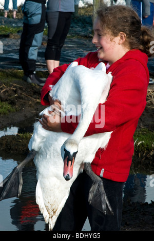 Junges Mädchen hält einen Schwan aus dem Wasser an die Abbotsbury Swannery in Dorset, England Süd-west Stockfoto