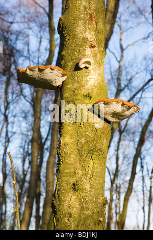 Blick auf Birke Halterung Pilz im Wald auf Ramsley Moor im Peak District National Park in Derbyshire, Stockfoto