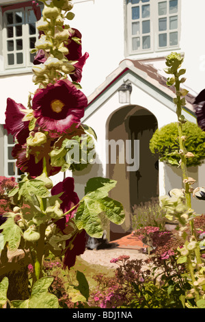 Hollyhocks und Blumen im Vorgarten eines ländlichen Landhaus Stockfoto