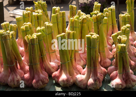 Viele rosa Knoblauch Zwiebeln attraktiv dargestellt und auf den Verkauf in den wöchentlichen Markt in Moissac, Tarn et Garonne, Südwest-Frankreich. Stockfoto