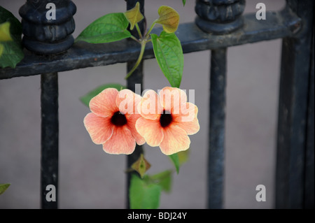 Black-Eyed Susan Weinstock (Thunbergia) Stockfoto