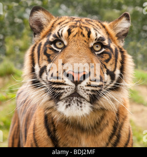 Seltenen Sumatra-Tiger Stockfoto