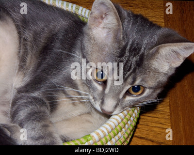 SAK, das Mad Kätzchen.  Sitzt in seinem Lieblings-Korb Stockfoto