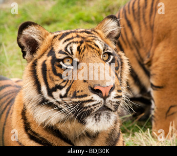 Tiger Stockfoto