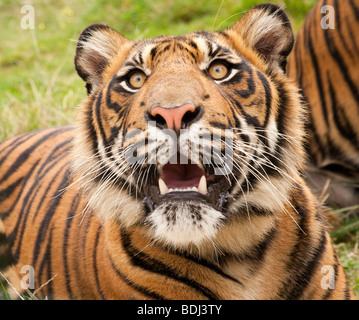 Tiger Stockfoto