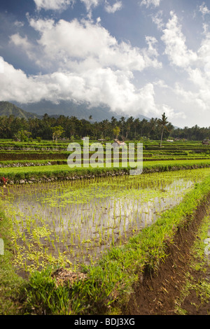 Indonesien, Bali, Sibetan, bewässert terrassierten Reisfelder in Ausläufern des Gunung Agung Stockfoto