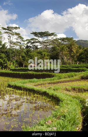 Indonesien, Bali, Sibetan, bewässert terrassierten Reisfelder in Ausläufern des Gunung Agung Stockfoto