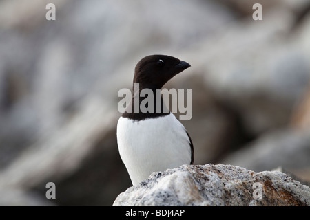 Little Auk in Svalbard Stockfoto