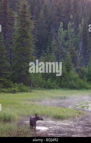 Ein junger Elch, Chugach National Forest, Alaska. Stockfoto