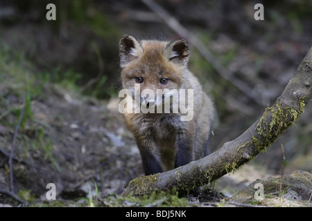 Europäischer Rotfuchs (Vulpes Vulpes) Rotfuchs Stockfoto