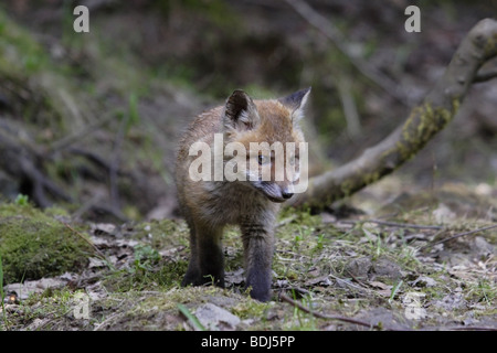 Europäischer Rotfuchs (Vulpes Vulpes) Rotfuchs Stockfoto