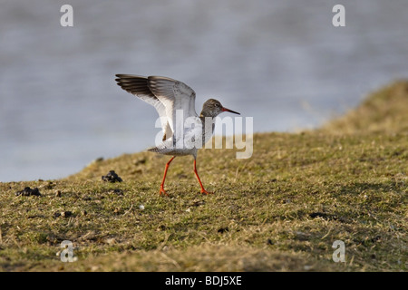 Rotschenkel (Tringa Totanus) gemeinsame Rotschenkel Stockfoto