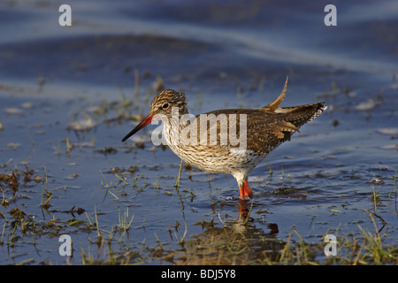 Rotschenkel (Tringa Totanus) gemeinsame Rotschenkel Stockfoto