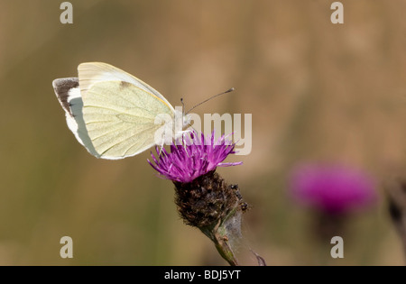 Kleiner weißer Schmetterling (Pieris Rapae) Stockfoto