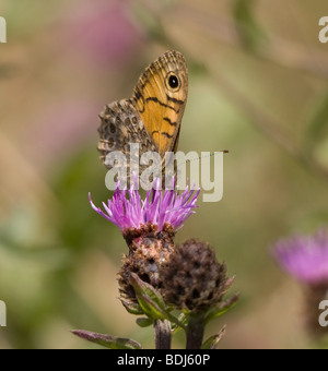 Wand braun Schmetterling (Pararge Megera) Stockfoto