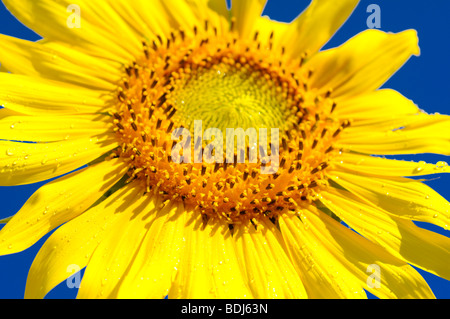 Sonnenblume gegen strahlend blauen Himmel Stockfoto