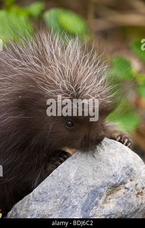 Ein Baby Stachelschwein, in der Nähe von Seward, Alaska. Stockfoto