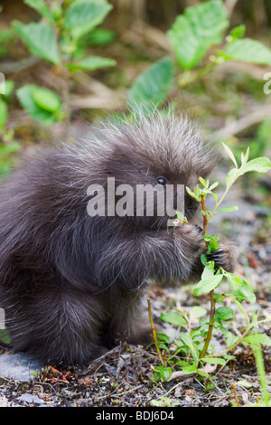 Ein Baby Stachelschwein, in der Nähe von Seward, Alaska. Stockfoto