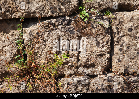 Leontinoi, griechischen Mauern - Sizilien Stockfoto