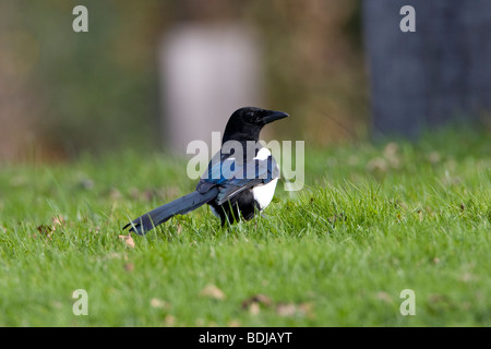 Europäische Elster (Pica Pica), in der Dombes, Villars Les Dombes, Frankreich Stockfoto