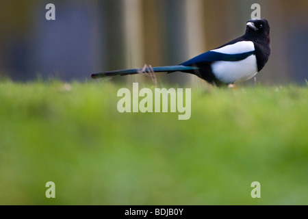 Europäische Elster (Pica Pica), in der Dombes, Villars Les Dombes, Frankreich Stockfoto