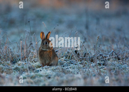 Europäischen Kaninchen (Oryctolagus Cuniculus) in den gefrorenen Rasen, Villars Les Dombes, Frankreich Stockfoto