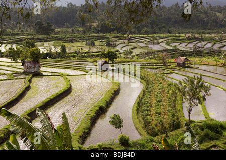 Indonesien, Bali, Tirta Gangga, Wahrzeichen, die terrassierten Reisfelder Stockfoto