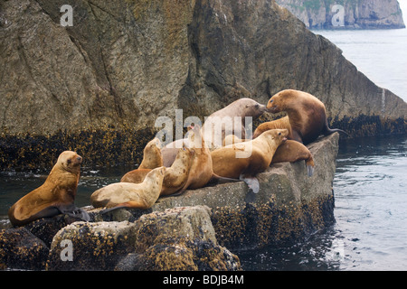Steller (nördliche) Seelöwen, Kenai-Fjords-Nationalpark, Alaska. Stockfoto