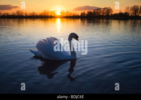 Porträt der Höckerschwan bei Sonnenuntergang Stockfoto