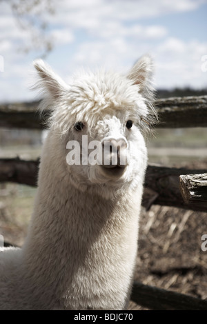 Alpaka, Peru Stockfoto