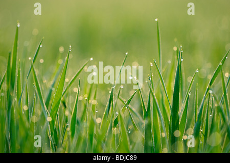 Tautropfen auf Rasen Stockfoto