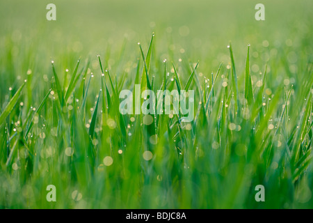 Tautropfen auf Rasen Stockfoto