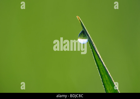 Tautropfen auf Grashalm Stockfoto