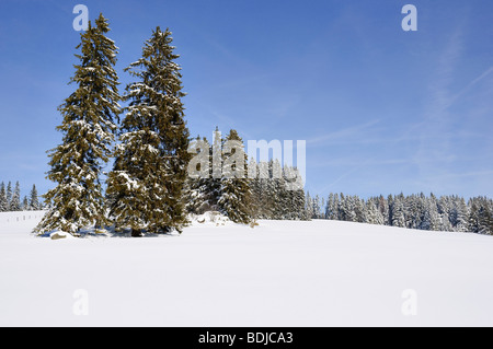 Schwarzwald im Winter, Baden-Württemberg, Deutschland Stockfoto
